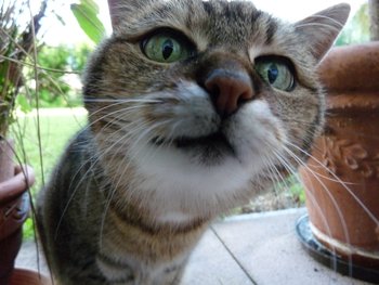 Neugierige Katze